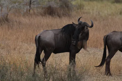 DSC_4072 (Large).JPG